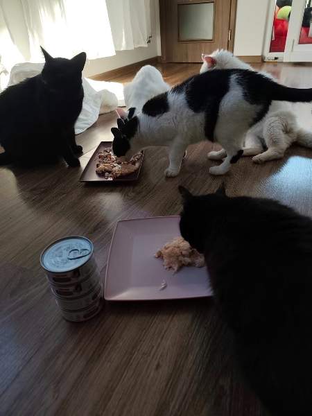 Handicapcats z